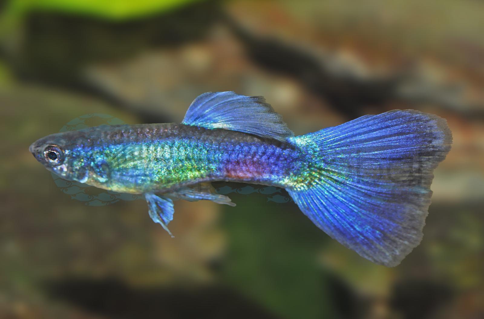 Guppy-Mann-Moskau-Blau-B (Poecilia reticulata "Moskau-Blau-BS")