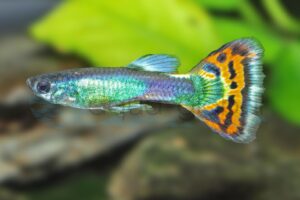 Guppy-Mann-Multicolor