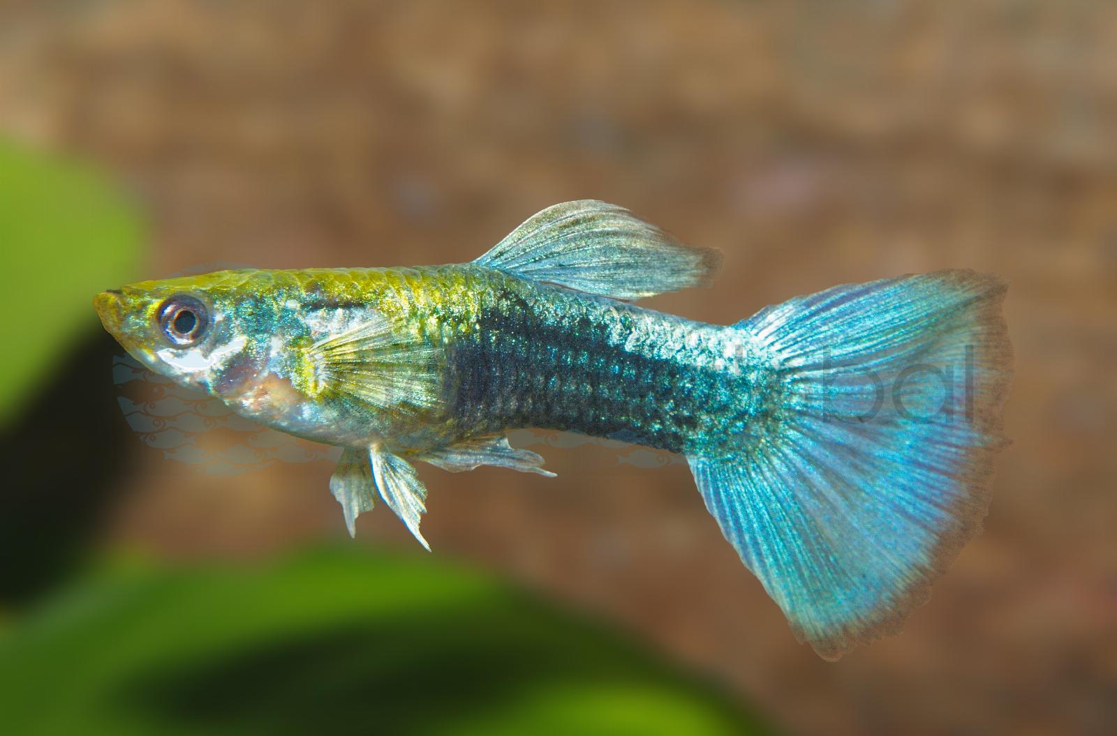 Guppy-Mann-Neon-Blau (Poecilia reticulata "Neon-Blau")