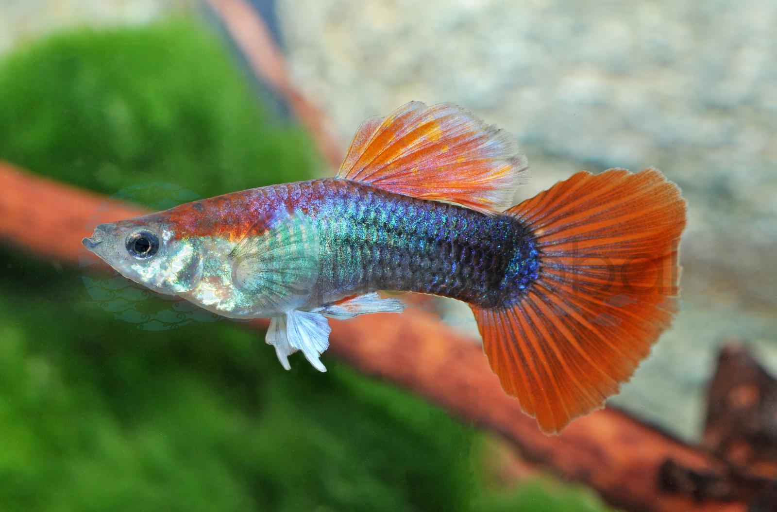 Guppy-Mann-Neon-Rot (Poecilia reticulata "Neon-Rot-BS")