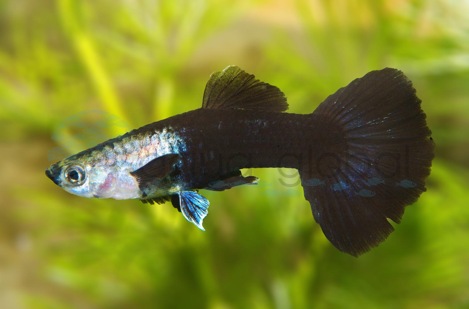 Guppy-Mann-Schwarz (Poecilia reticulata "Schwarz")