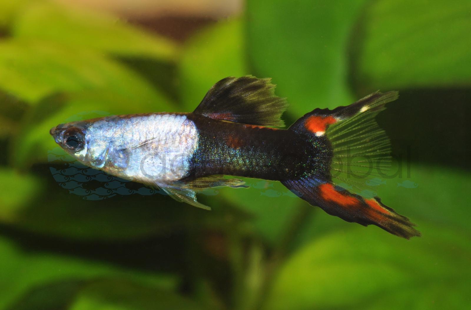 Guppy-Mann-Silver-Black-Flame-Lyra (Poecilia reticulata "Silver-Black-Lyra")