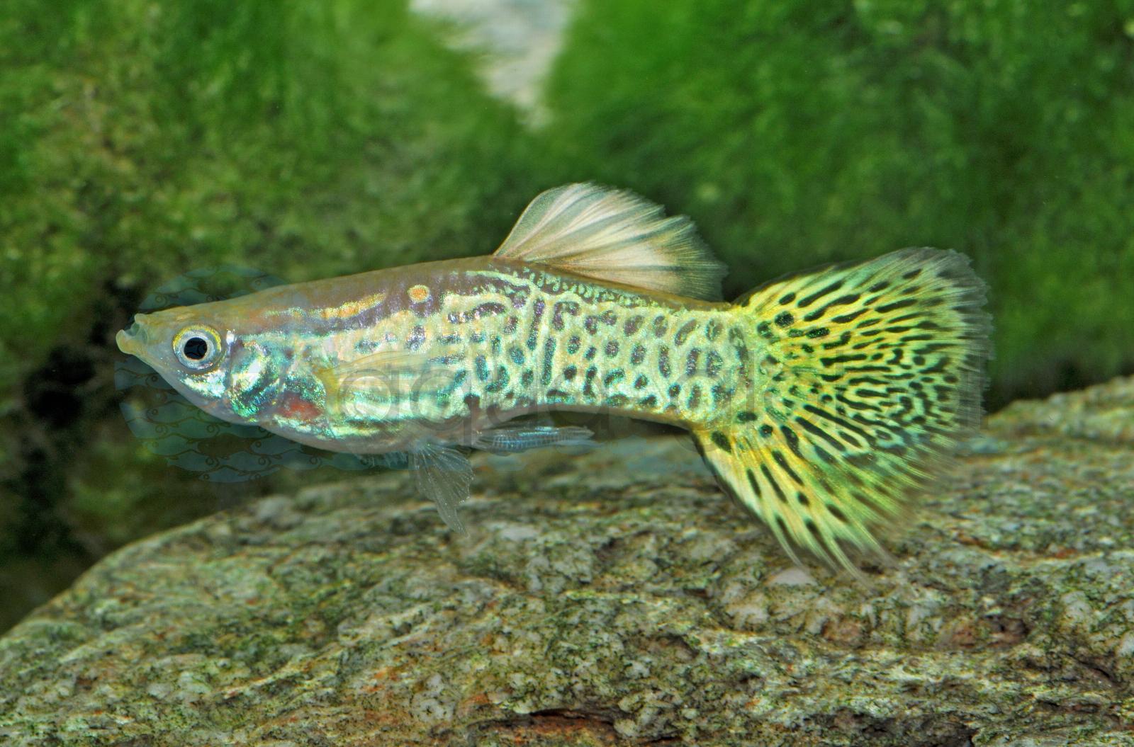 Guppy-Mann-Snakeskin-Gold (Poecilia reticulata "Snakeskin-Gold-BS")