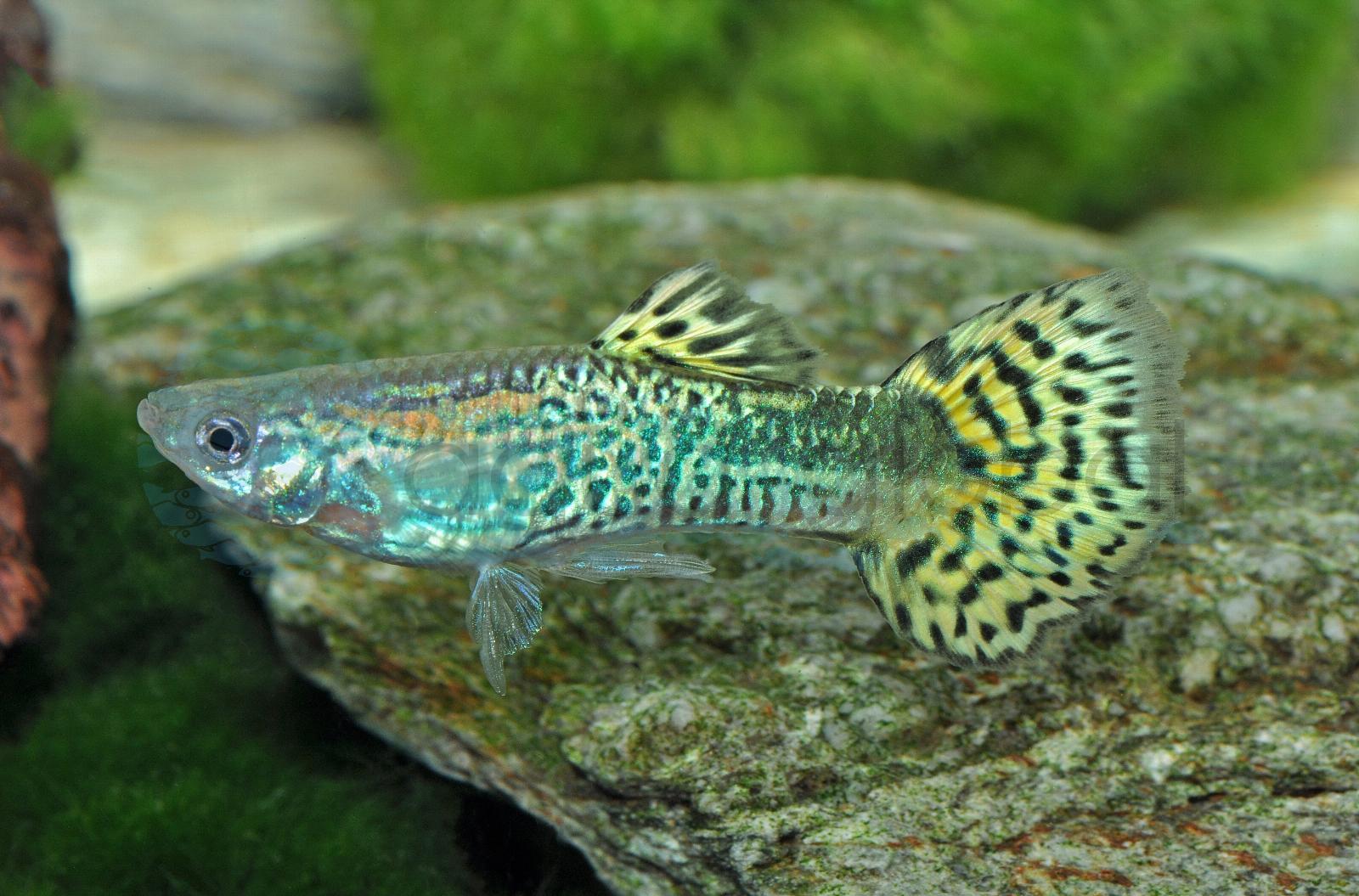 Guppy-Mann-Snakeskin-Grün (Poecilia reticulata "Snakeskin-Grün-BS")
