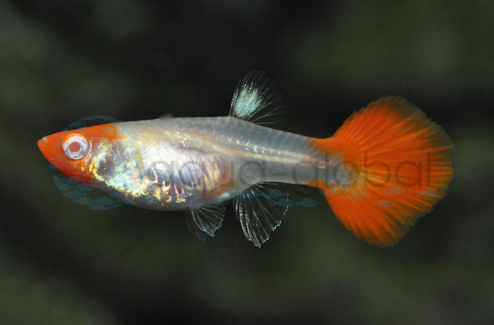 Guppy-Weibchen-Koi-Metallic (Poecilia reticulata "W-Koi-Metallic")