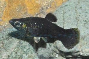 Blackmolly