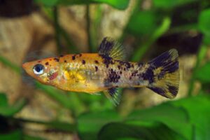 Gold-Scheckenmolly