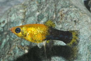 Goldstaubmolly