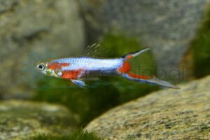 Endlers Guppy-Mann-Blue-Red-Star
