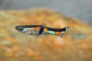 Endlers Guppy-Campoma