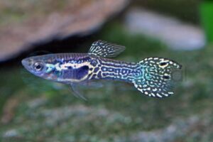 Endlers Guppy-Mann-Cobra-Grün