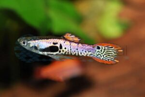 Endlers Guppy-Mann-Cobra-Rot