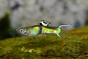 Endlers Guppy-Mann-Emerald-Green
