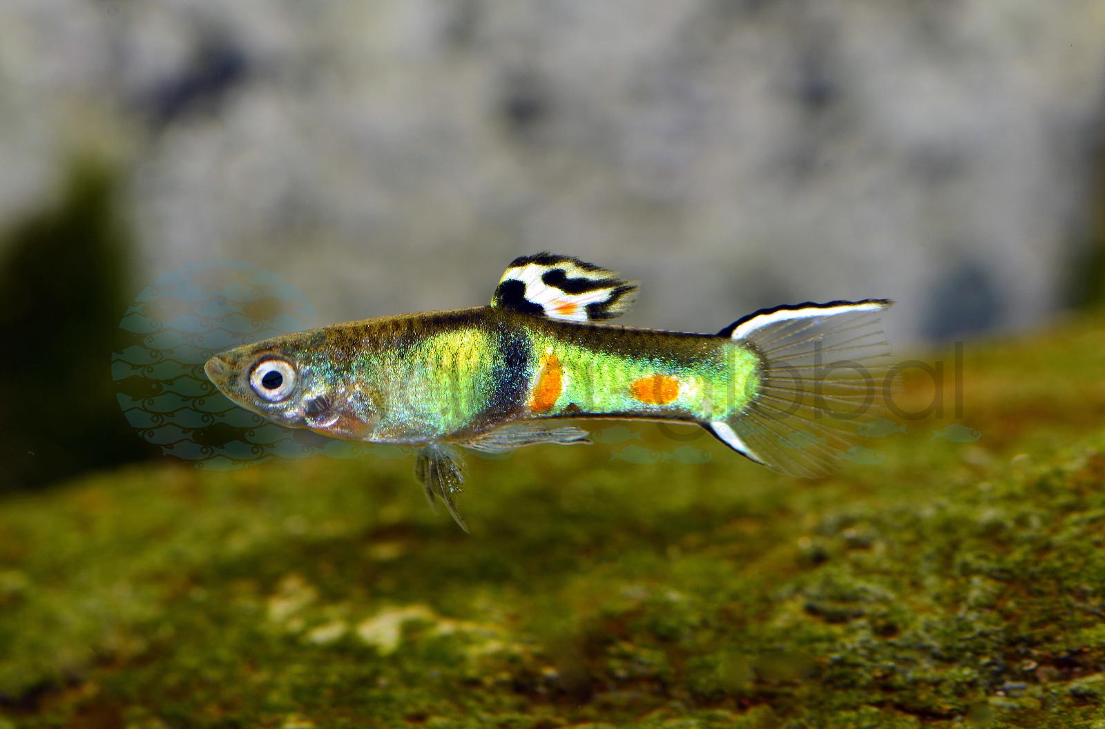 Endlers Guppy-Mann-Emerald-Green (Poecilia wingei "Emerald Green")