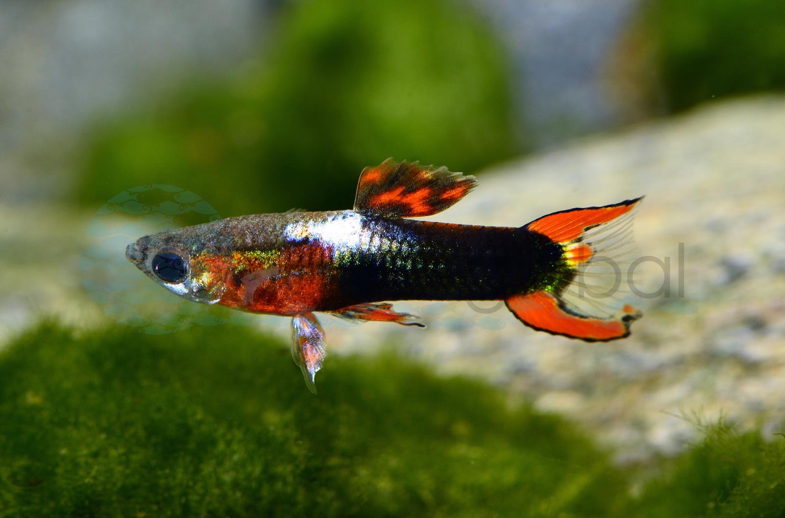Endlers Guppy-Mann-Japan-Red-Black (Poecilia wingei "Japan-Red-Black")