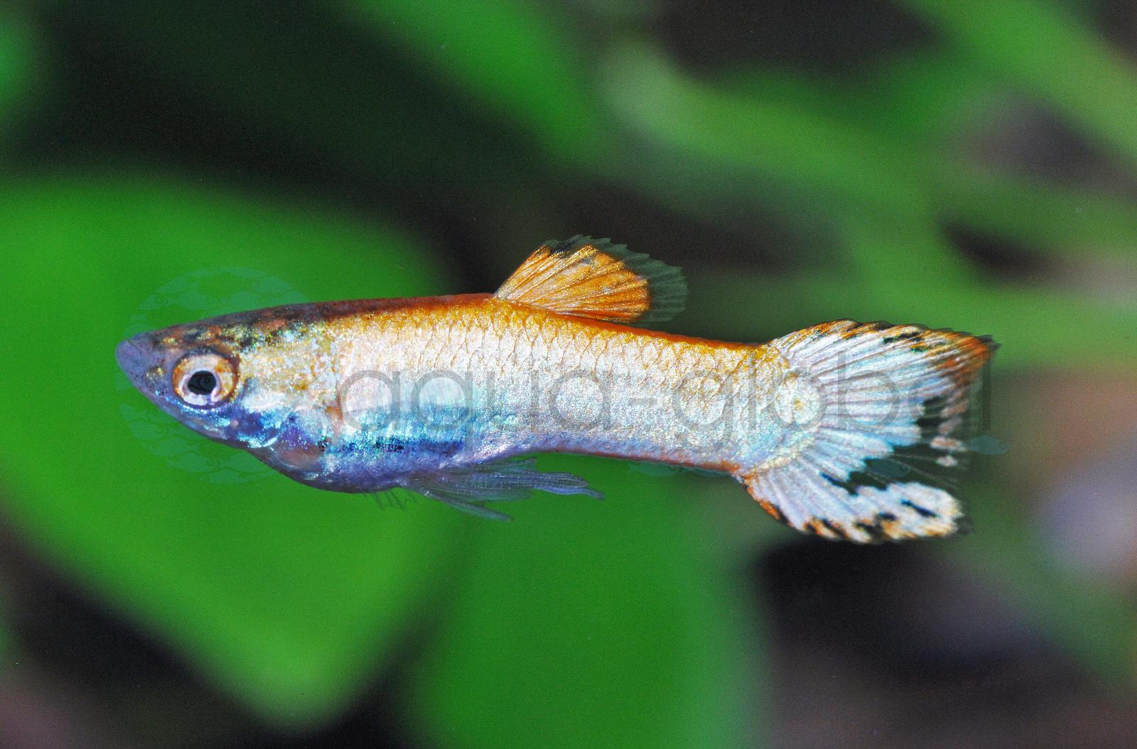 Endlers Guppy-Mann-Scarlet-Met. (Poecilia wingei "Scarlet-Metallic")