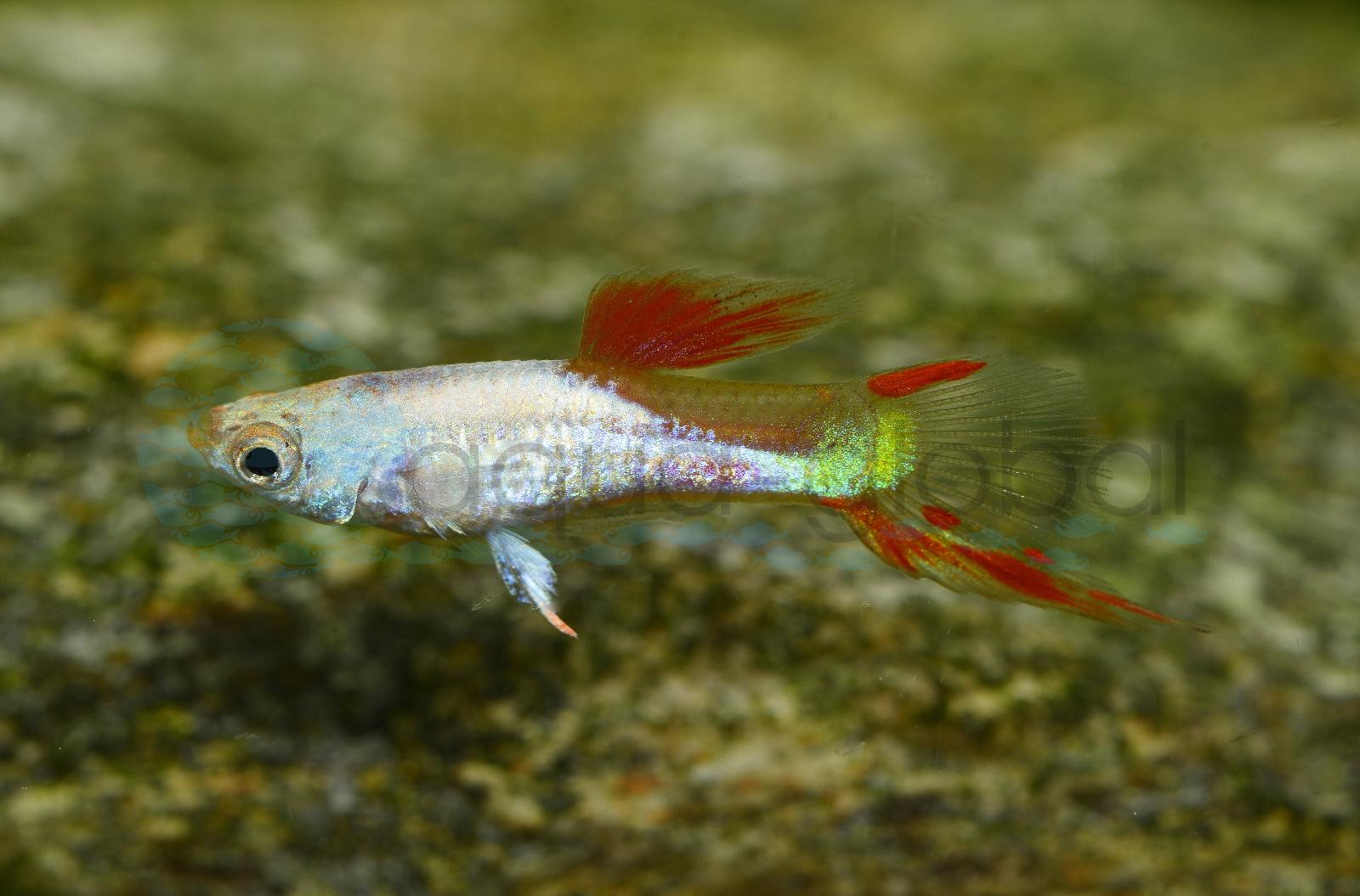 Endlers Guppy-Mann-Silver-Red-Top (Poecilia wingei "Silver Red Top")