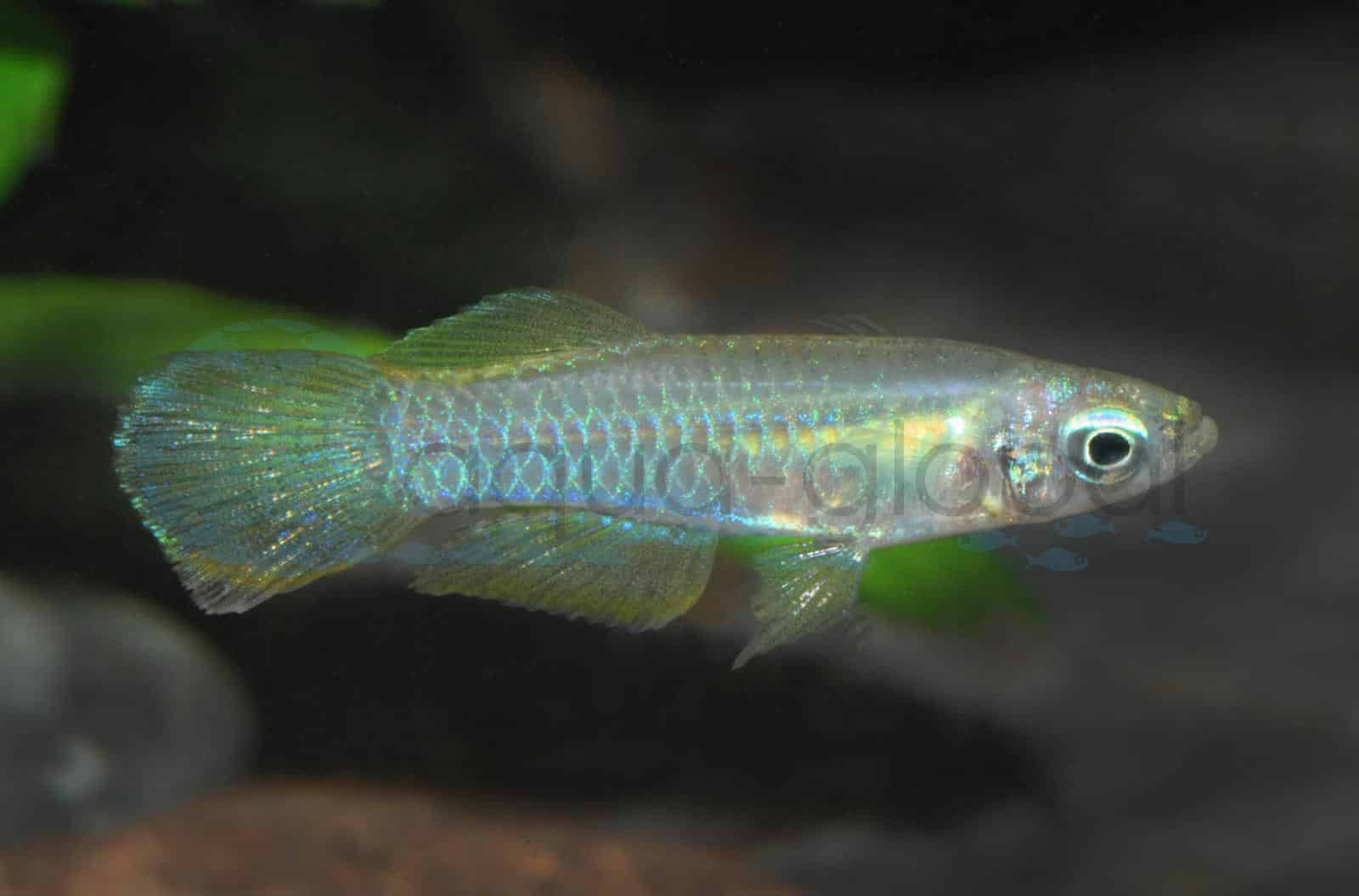 Blauer Leuchtaugenfisch (Poropanchax normani)