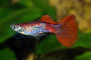 Premium-Guppys