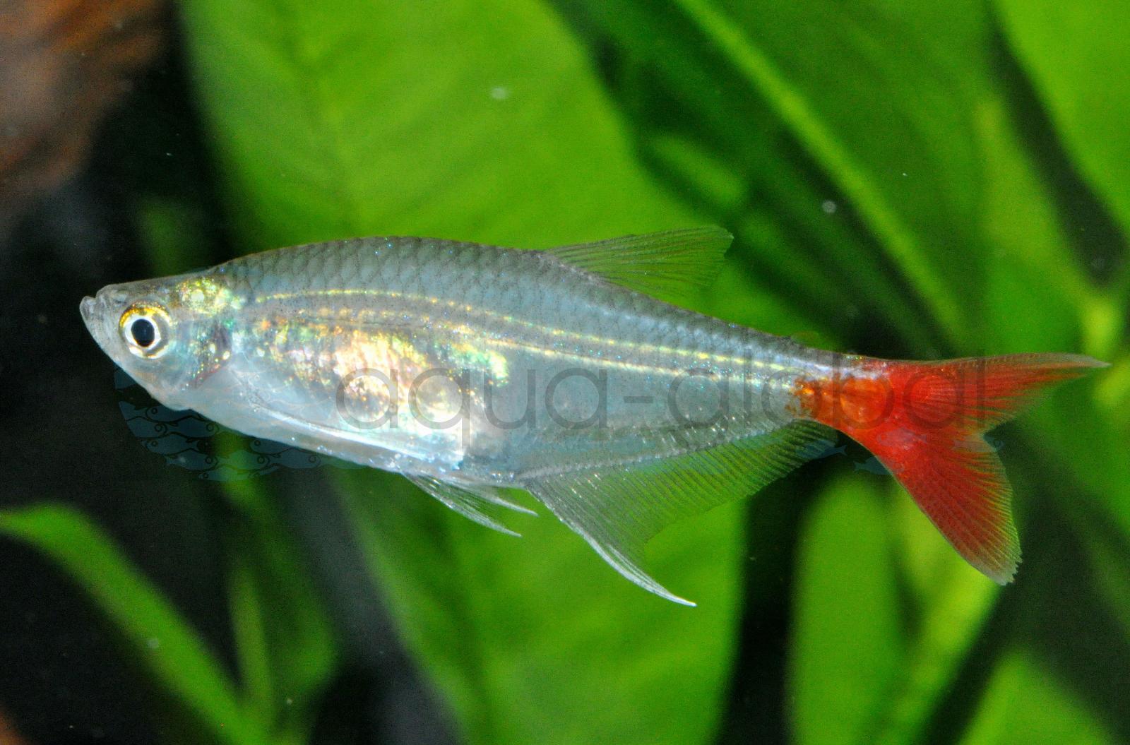 Glasrotflosser (Prionobrama filigera)