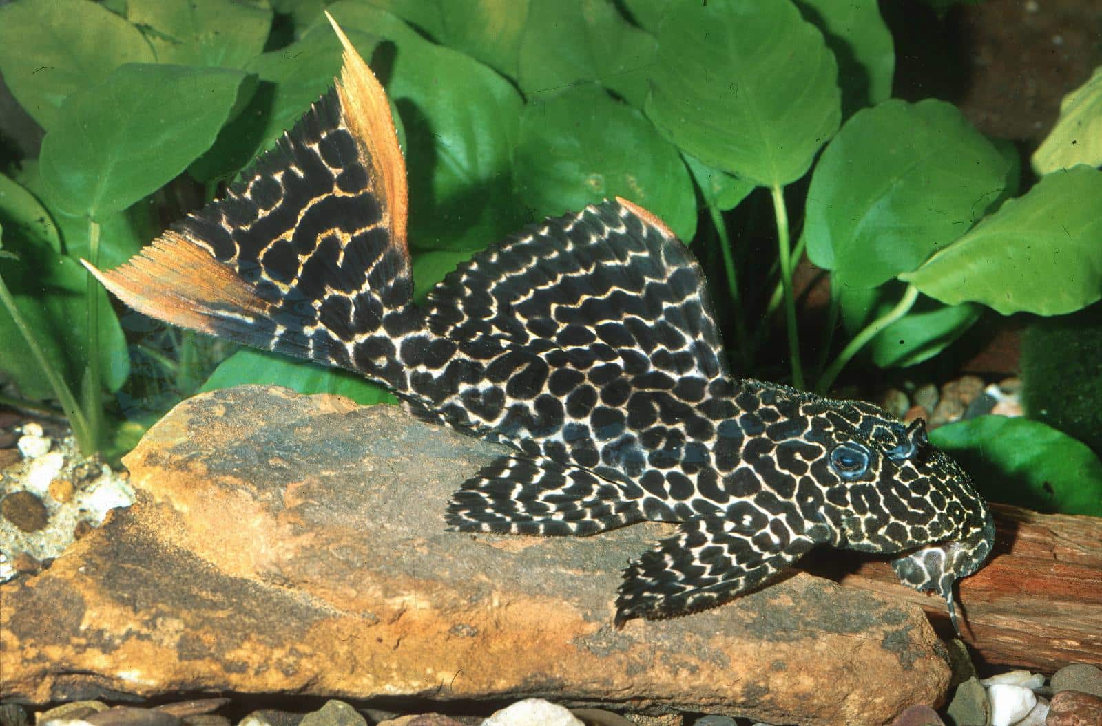 L 273 Titanic-Kaktuswels (Pseudacanthicus sp.)