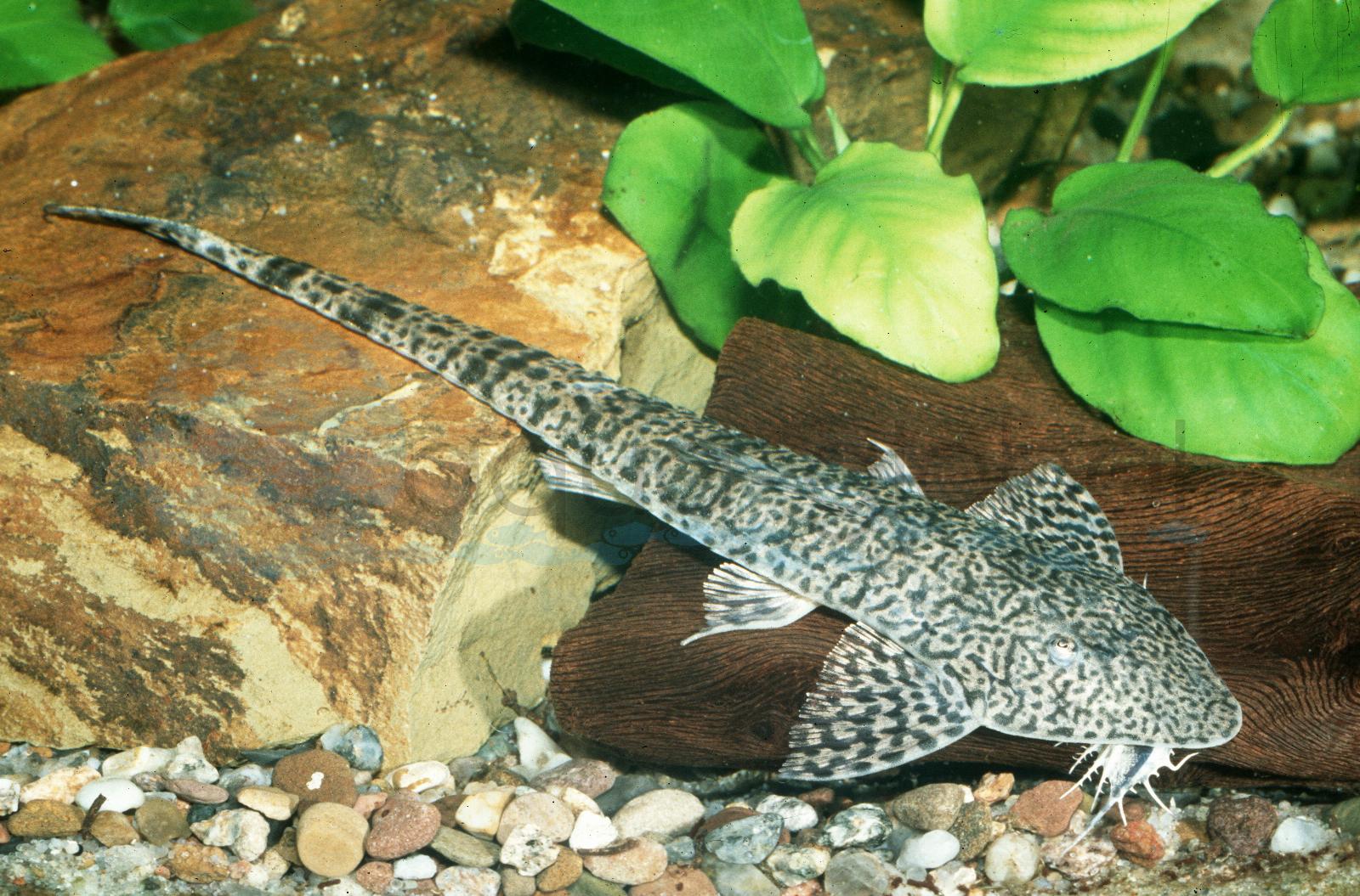 Punktlinien-Flunderharnischwels (Pseudohemiodon almendarizi)