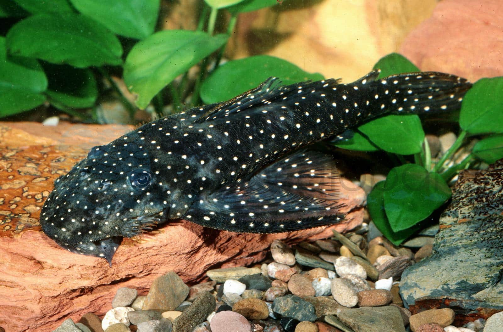 L 235 Flieger-Pleco (Pseudolithoxus anthrax)