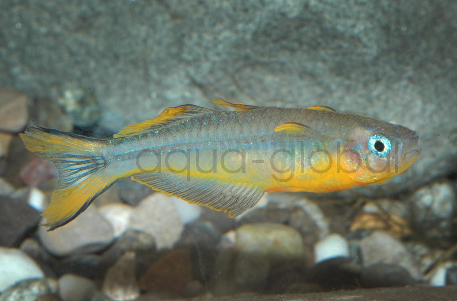 Gabelschwanz-Blauauge (Pseudomugil furcatus)