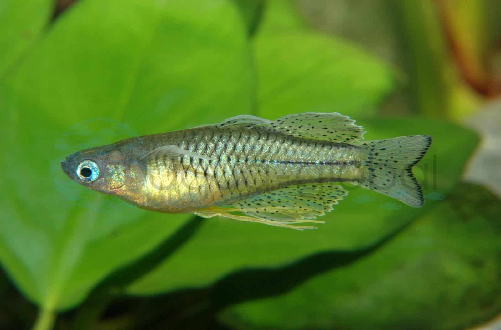Geflecktes Blauauge (Pseudomugil gertrudae)