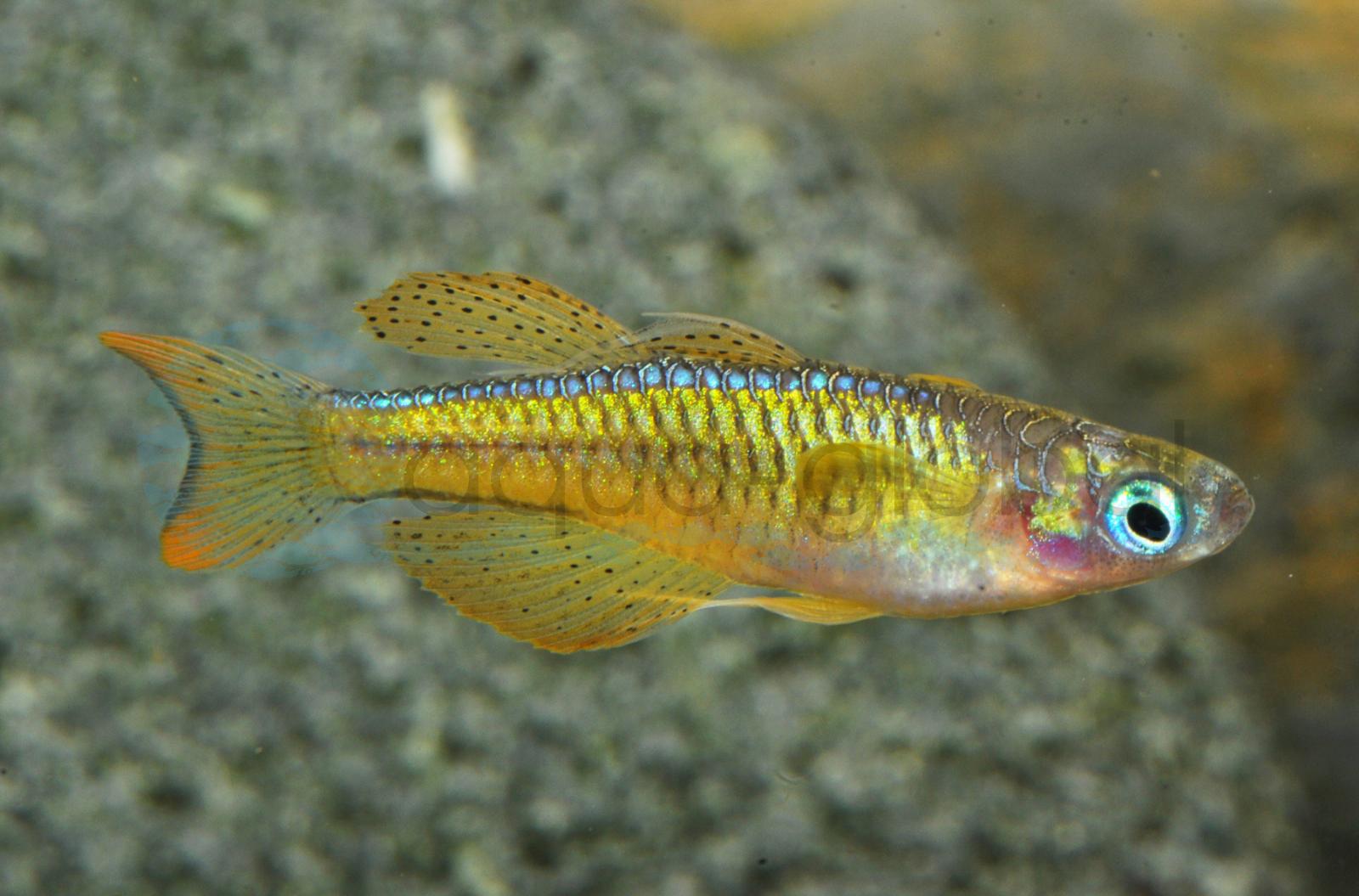 Rotes Neon-Blauauge (Pseudomugil luminatus ("paskai"))