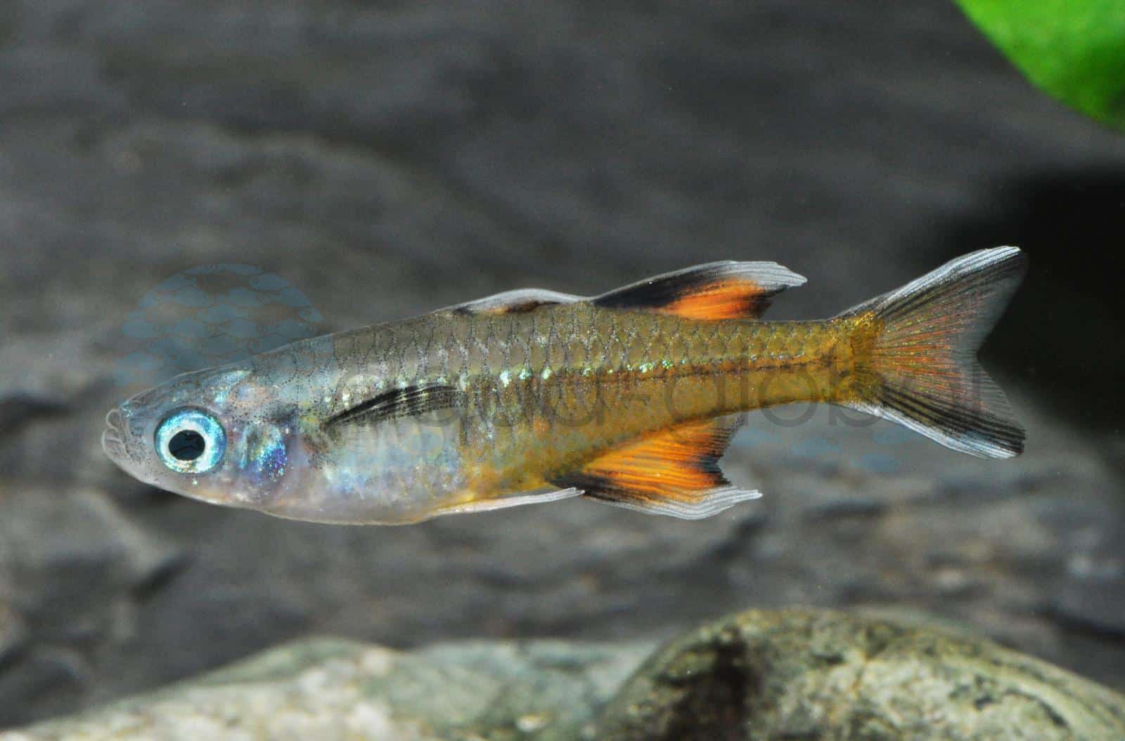 Schmetterlings-Blauauge (Pseudomugil signifer)