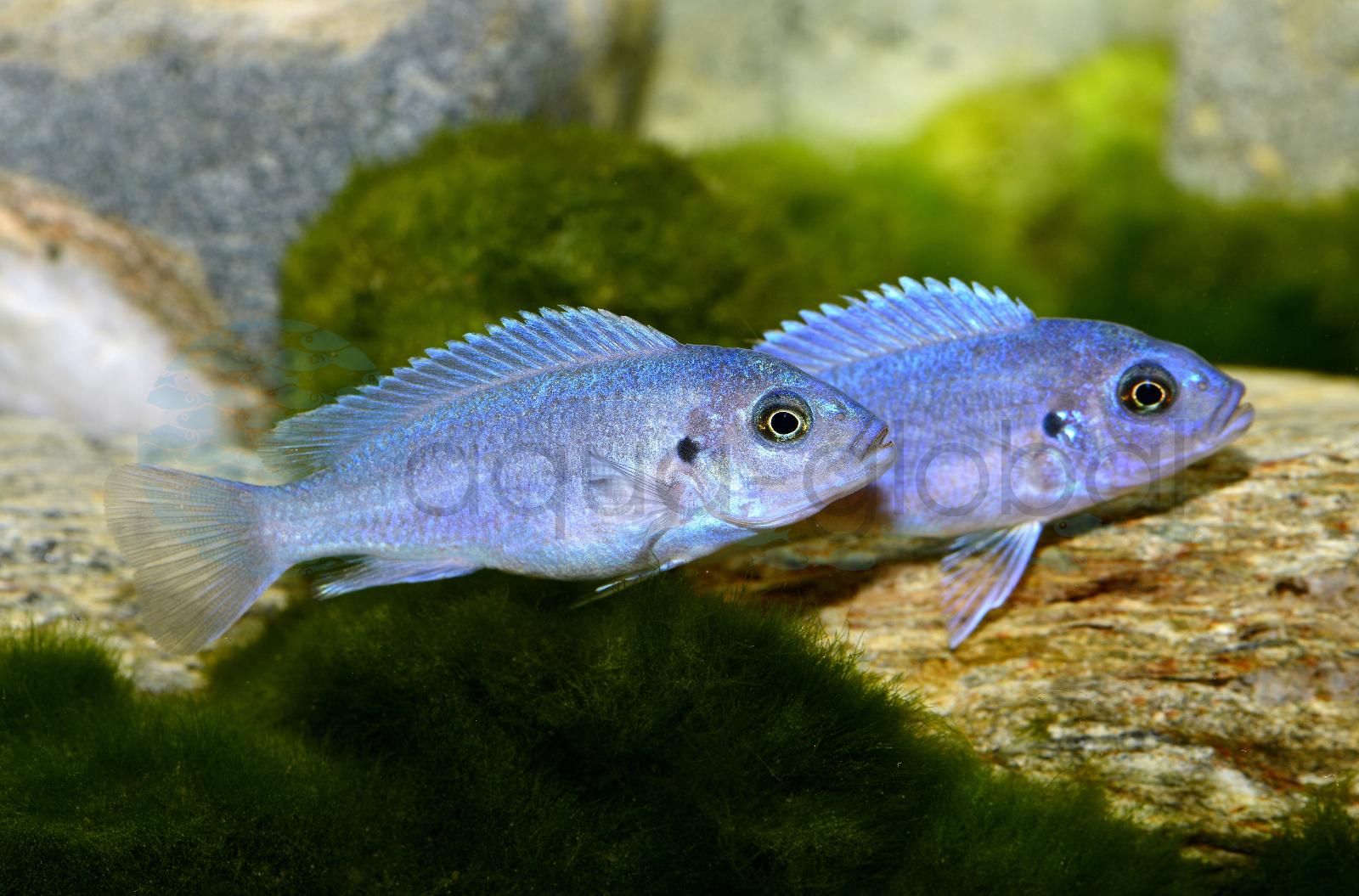 Kobalt-Zebrabuntbarsch (Pseudotropheus callainos)