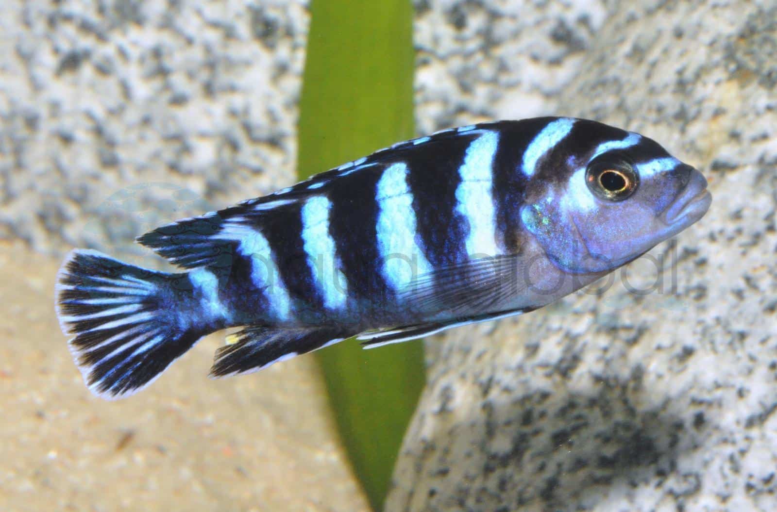 Königsblauer Zebra-Maulbrüter (Pseudotropheus demasoni)