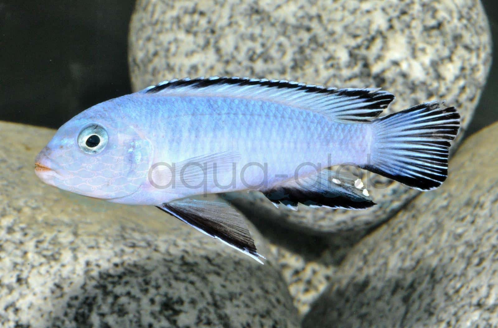 Eisblauer Maulbrüter (Pseudotropheus socoloffi)