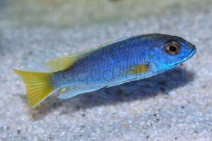 Blauer Gelbflossenmaulbrüter