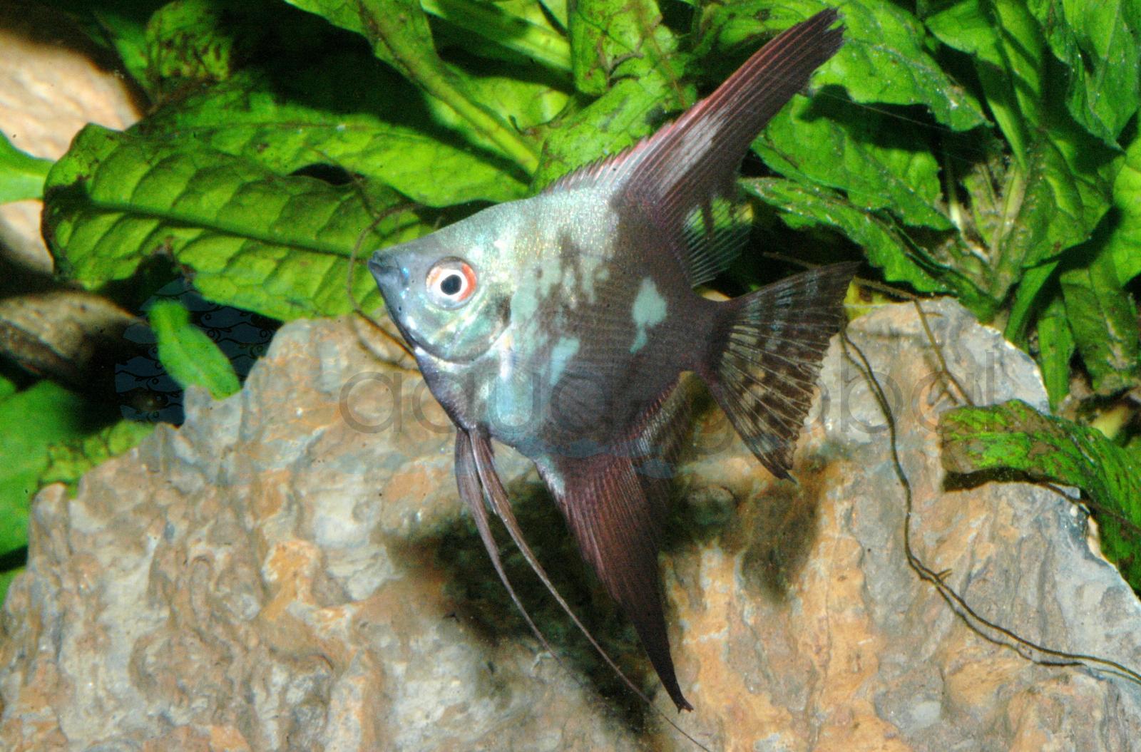 Skalar-Grünspiegel (Pterophyllum scalare "Grünspiegel")