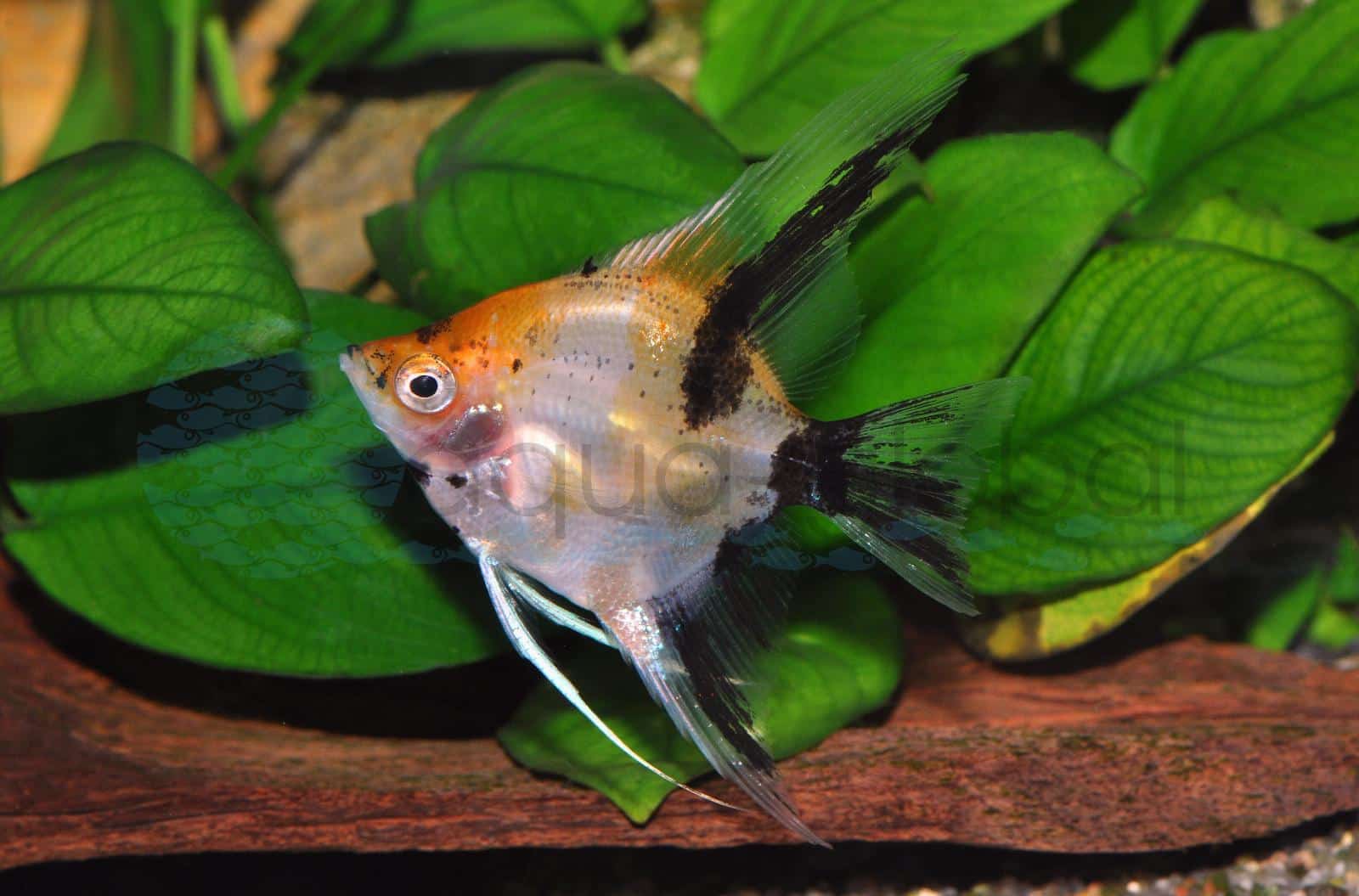 Skalar-Koi-Goldkopf (Pterophyllum scalare "Koi-Goldkopf")