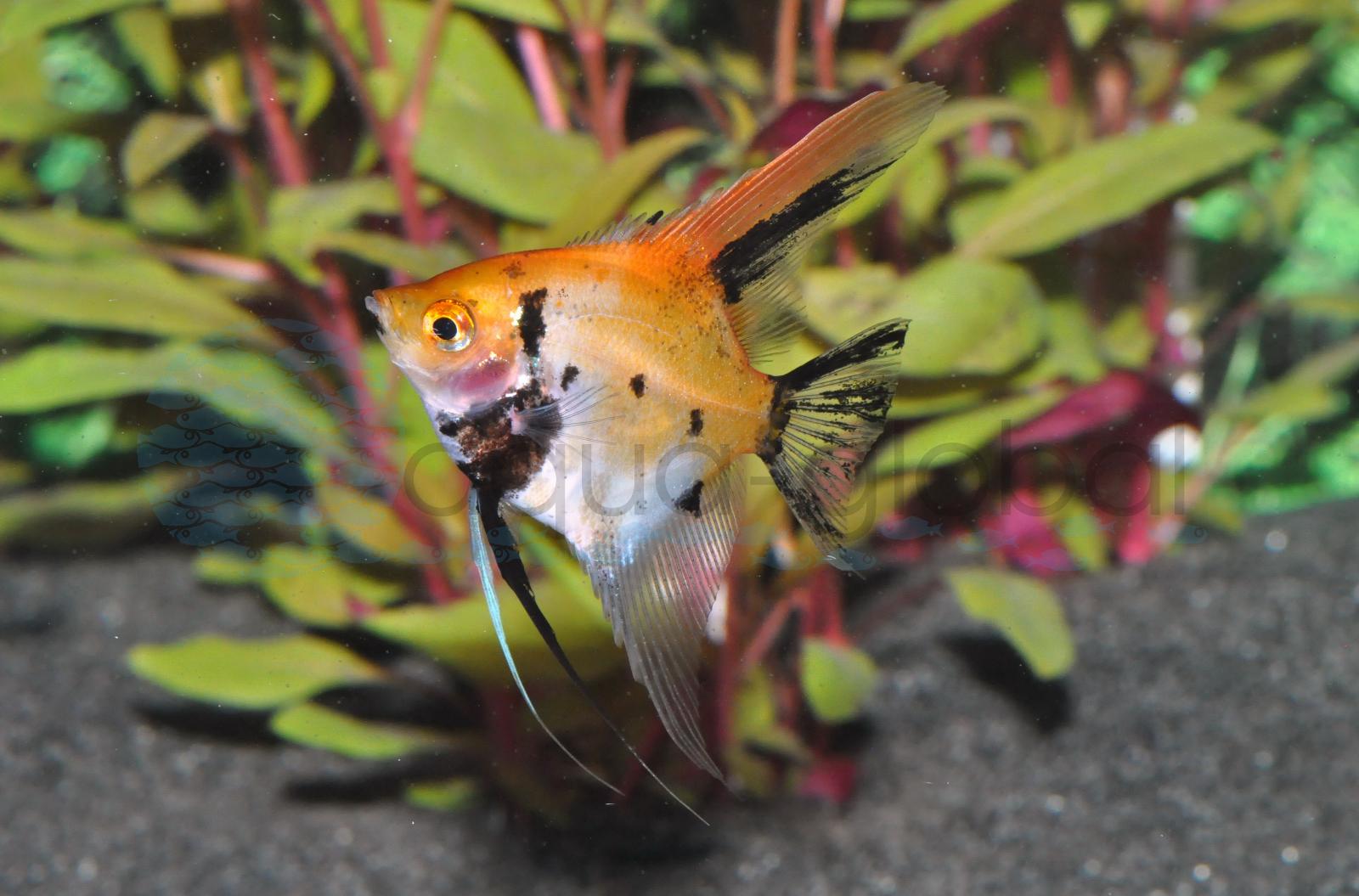 Skalar-Koi-Rot (Pterophyllum scalare "Koi Red")