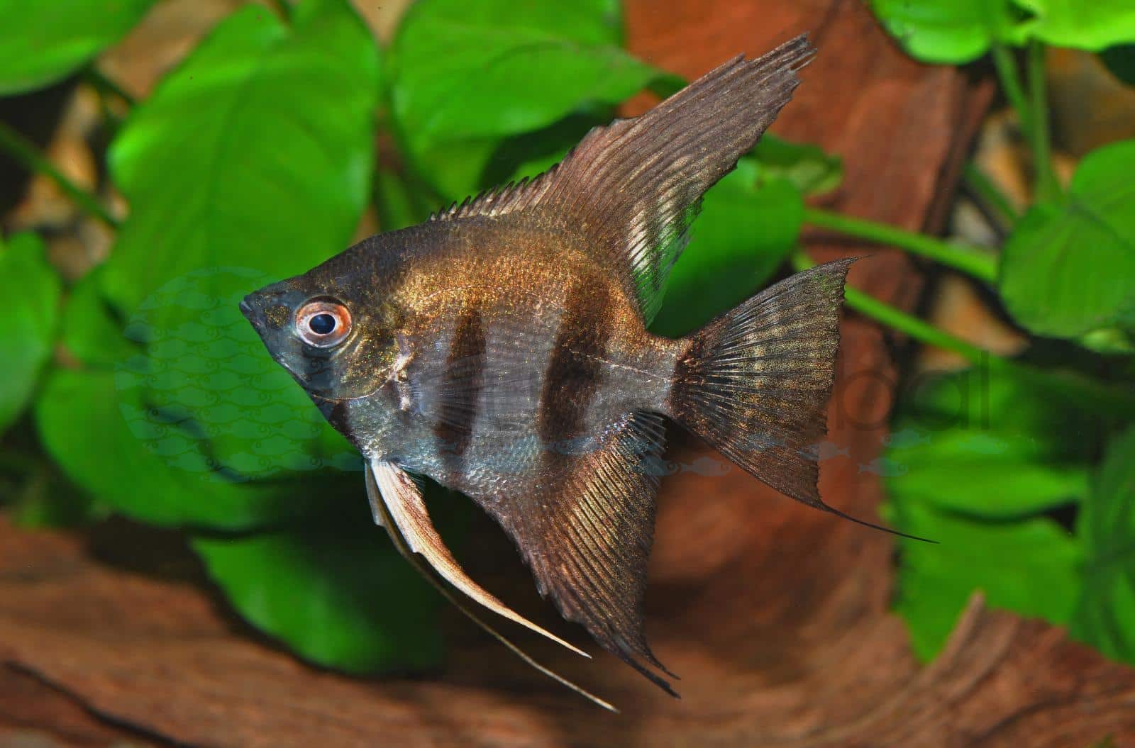 Skalar-Pinoy-Schwarz (Pterophyllum scalare "Pinoy-Schwarz")