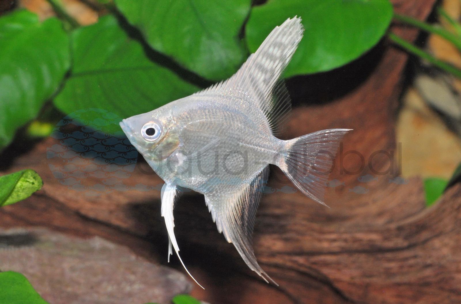Skalar-Platin (Pterophyllum scalare "Platin")