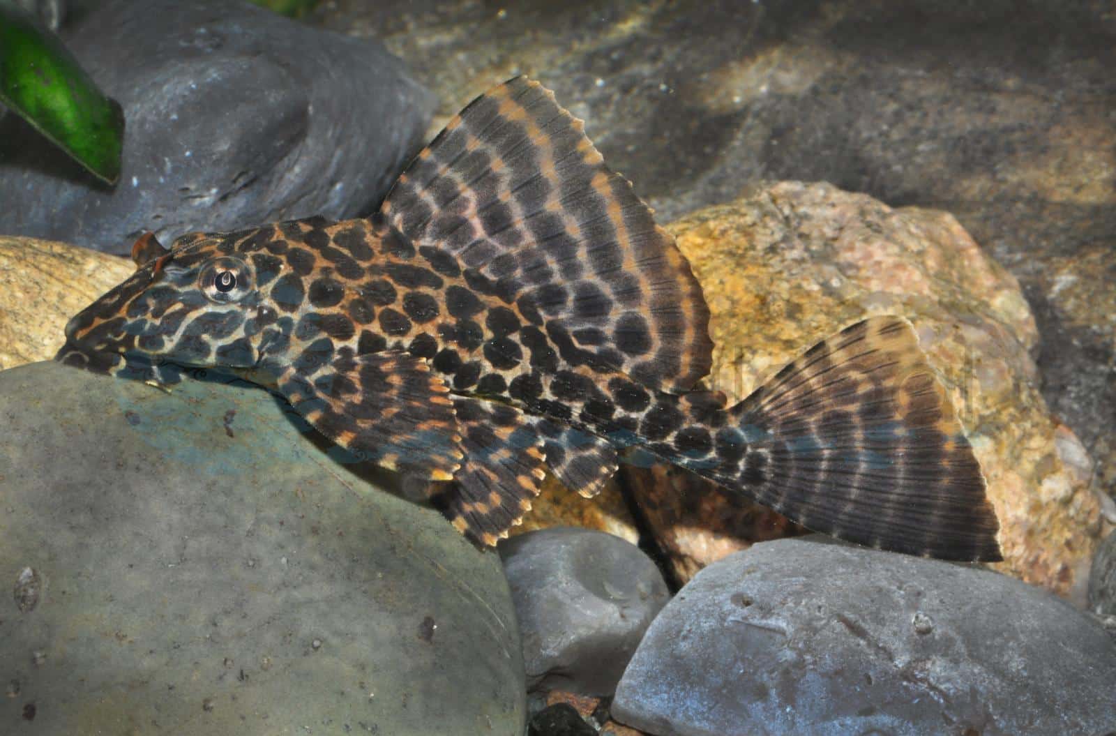 Wabenschilderwels (Pterygoplichthys gibbiceps)