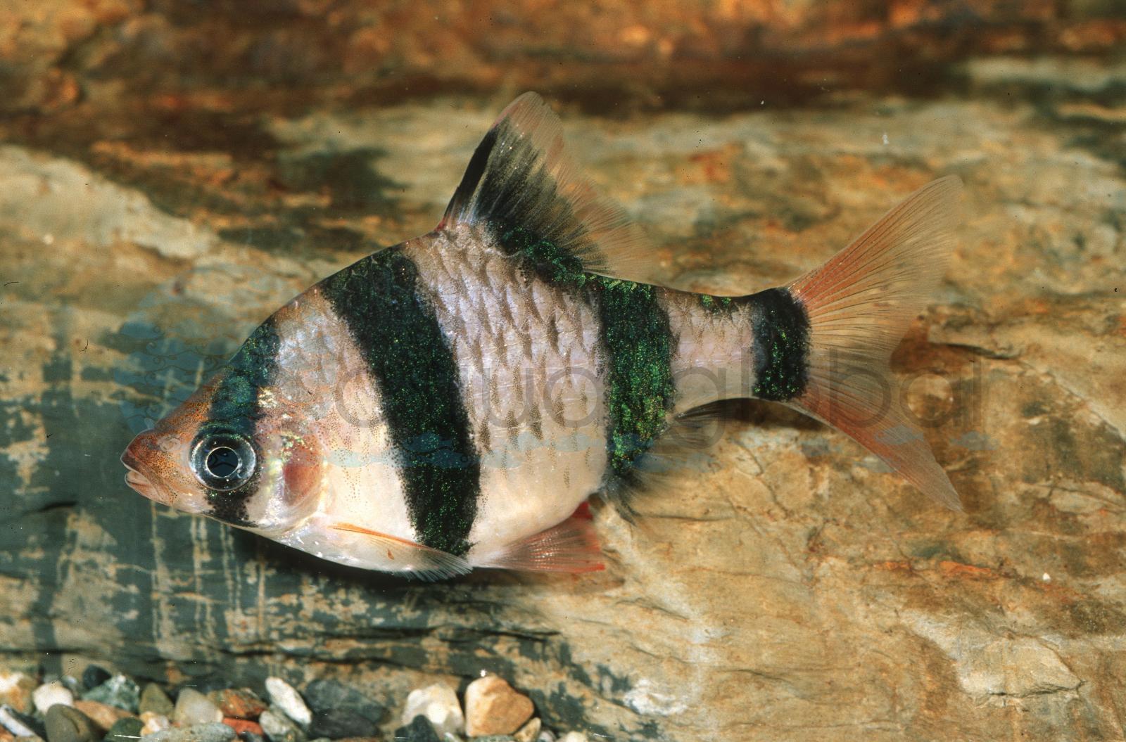 Sumatrabarbe (Puntigrus tetrazona)