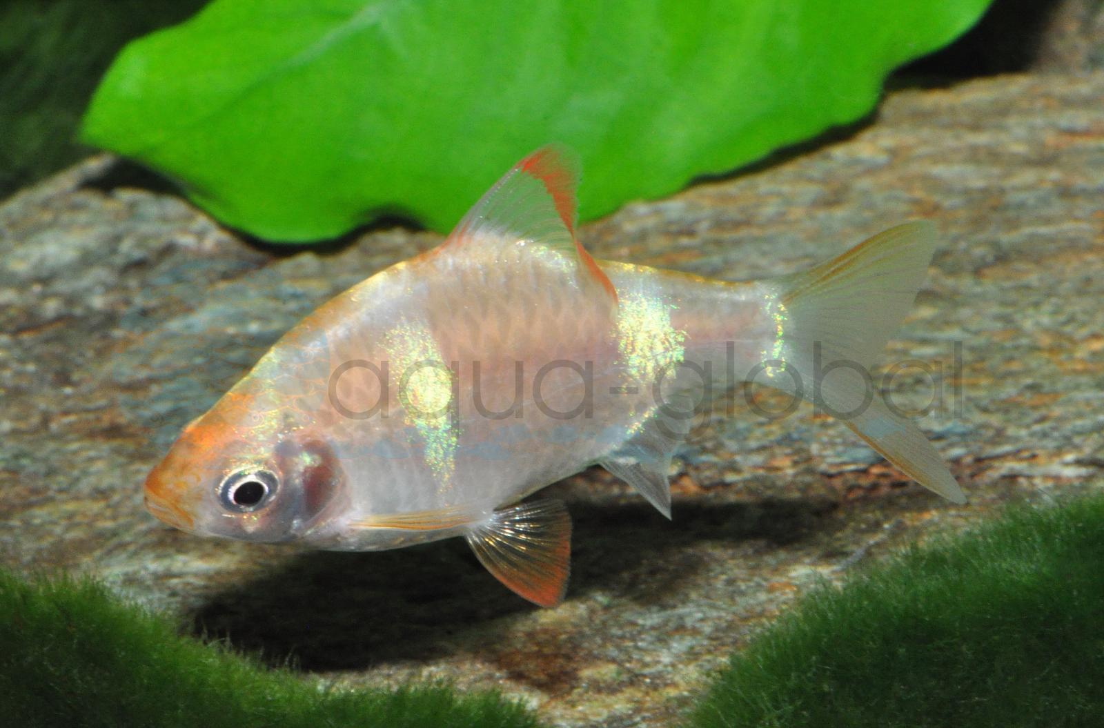 Sumatrabarbe-Gold (Puntigrus tetrazona "Gold")