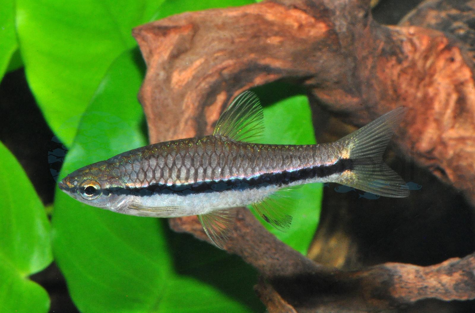Längsbandbärbling (Rasbora einthovenii)