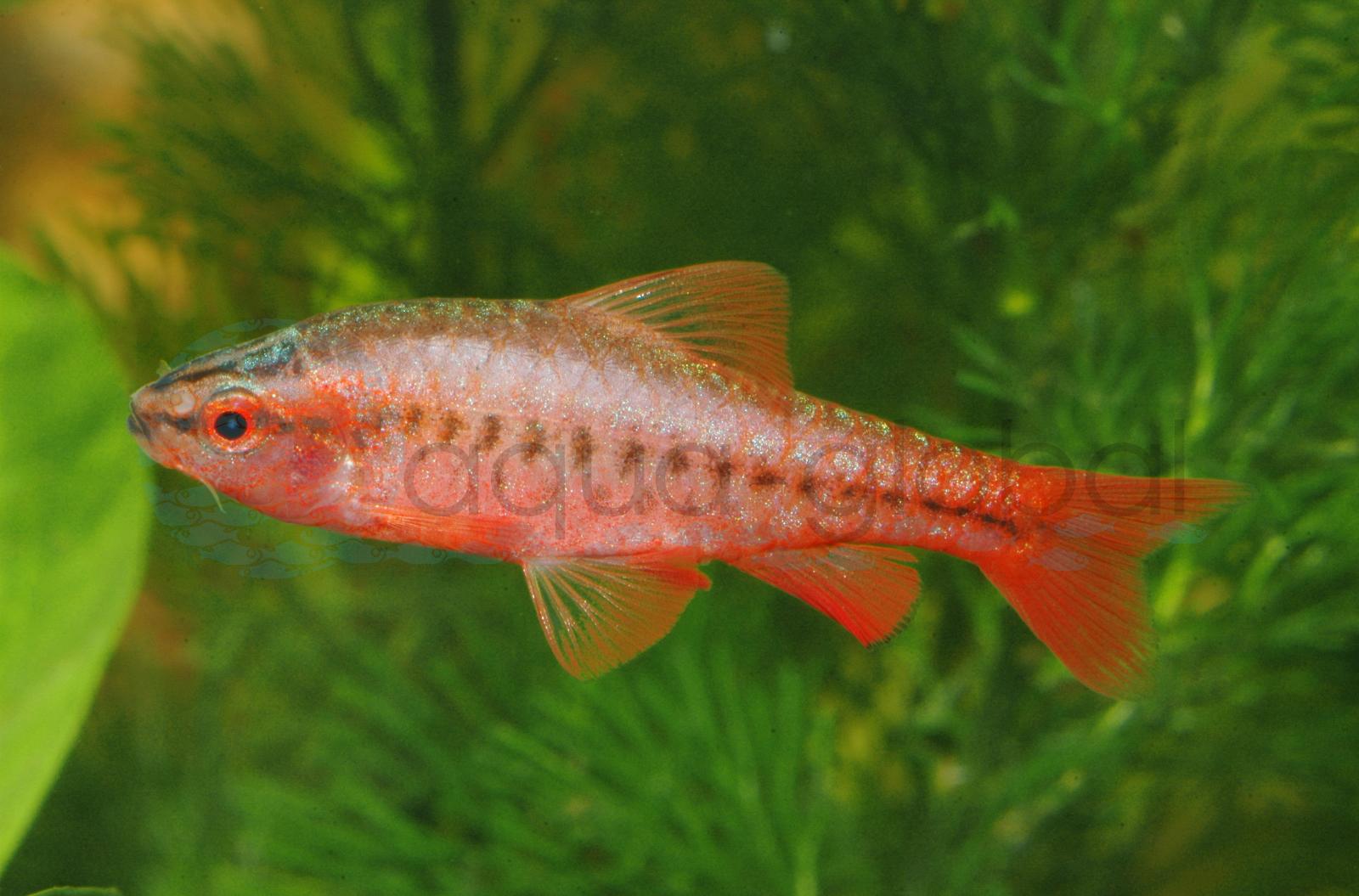 Bitterlingsbarbe-Rot (Rohanella titteya)