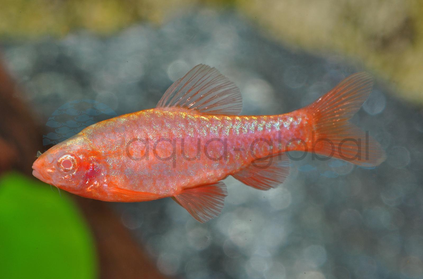 Bitterlingsbarbe-Rot-Gold (Rohanella titteya "Albino")