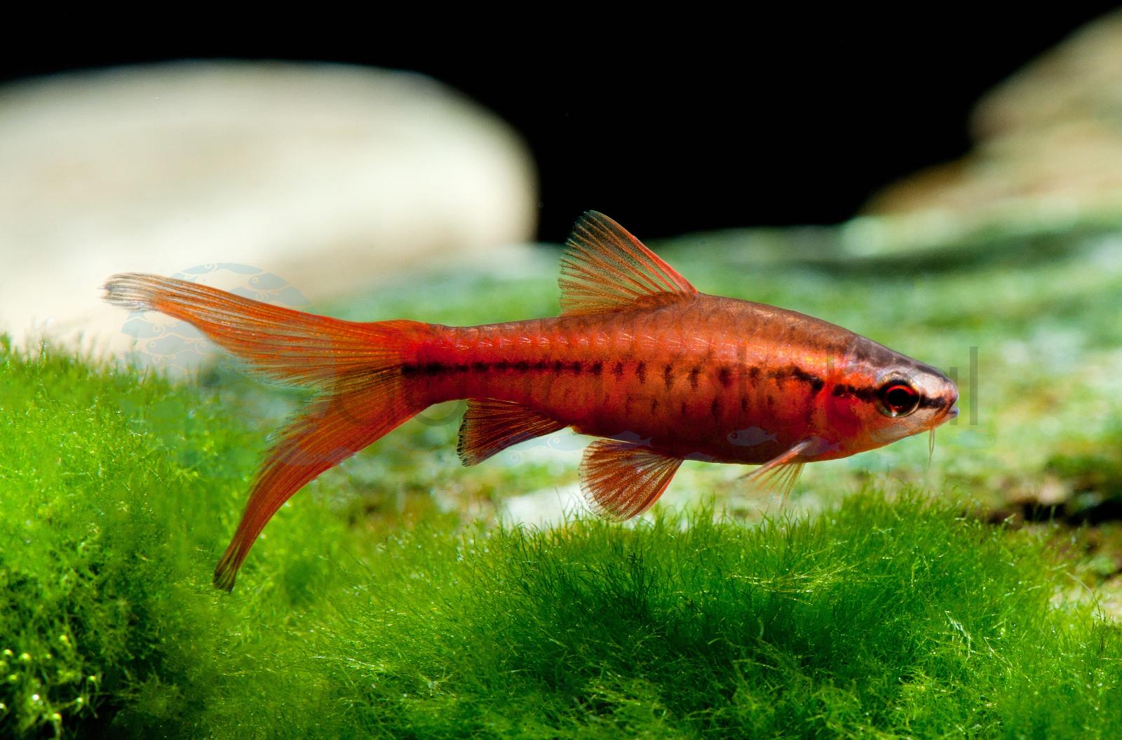 Bitterlingsbarbe-Langflosse (Rohanella titteya "Long Fin")