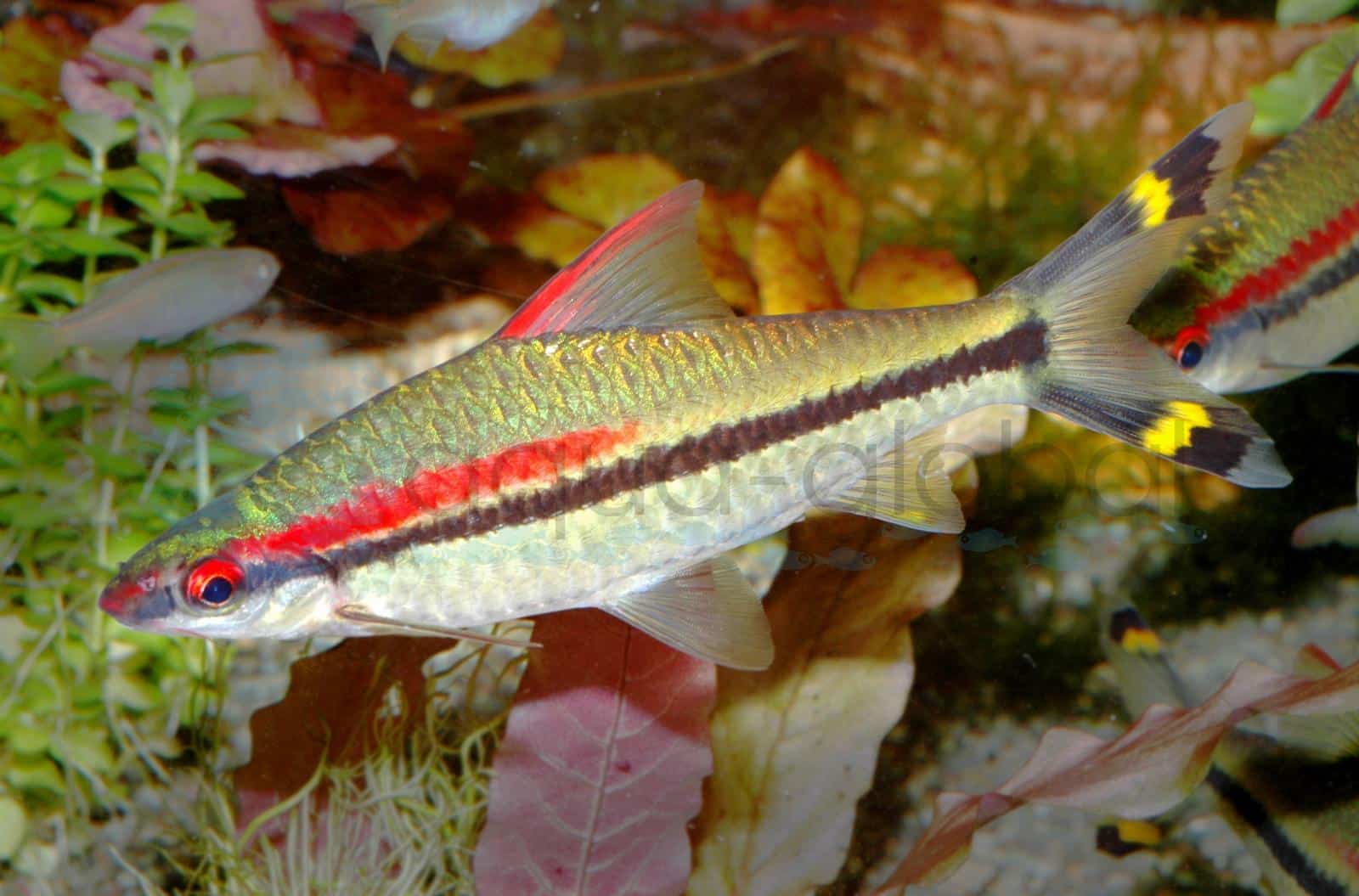 Feuerstreifen-Haibarbe (Sahyadria denisonii)