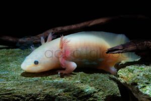 Salamander und Molche