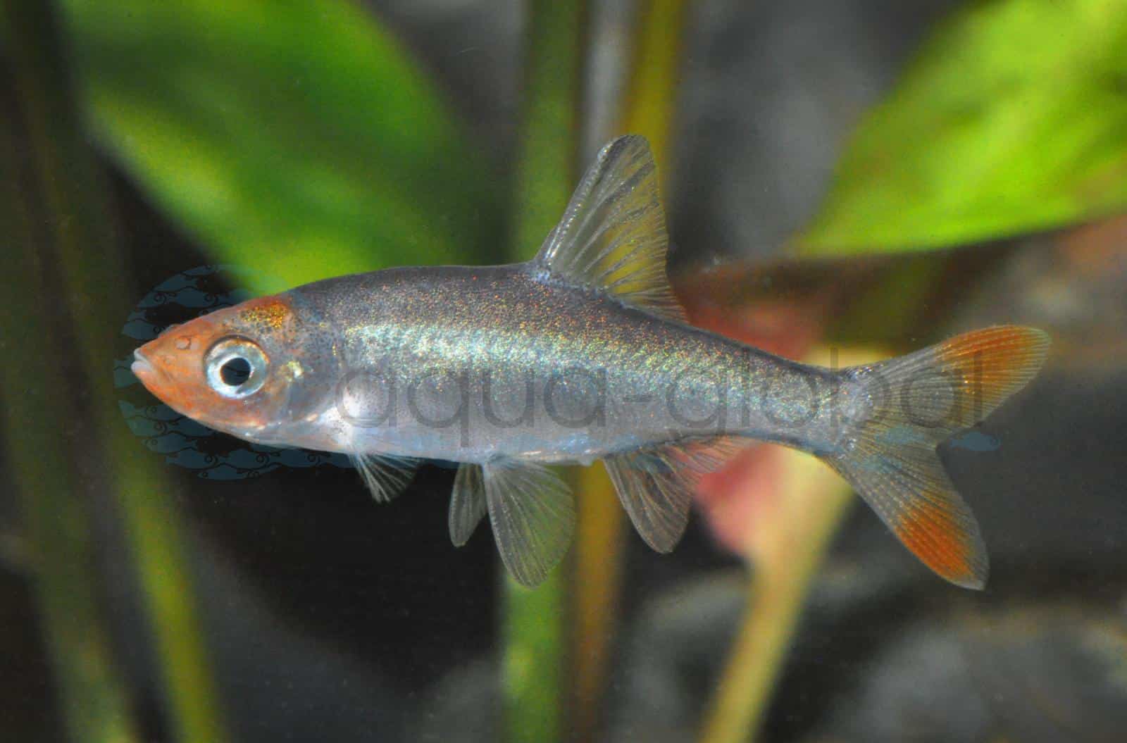 Nacktlaube (Sawbwa resplendens)